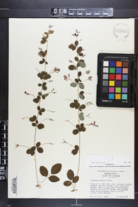 Lespedeza bicolor image