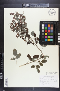 Lespedeza bicolor image