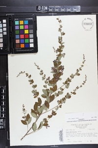 Lespedeza bicolor image