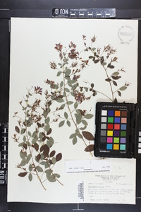 Lespedeza bicolor image