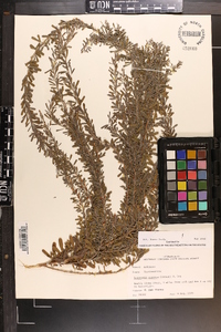 Lespedeza cuneata image