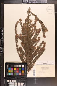 Lespedeza cuneata image