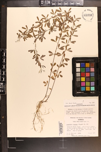 Lespedeza cuneata image