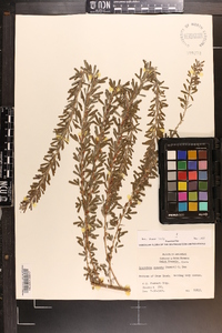 Lespedeza cuneata image