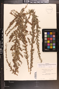 Lespedeza cuneata image