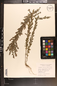 Lespedeza cuneata image