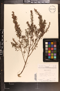 Lespedeza cuneata image