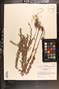 Lespedeza cuneata image