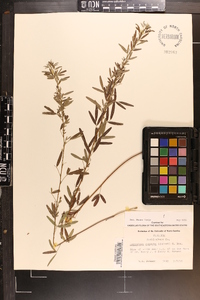 Lespedeza cuneata image