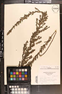 Lespedeza cuneata image