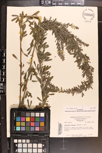 Lespedeza cuneata image
