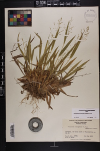 Dichanthelium laxiflorum image