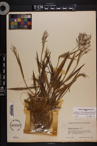 Dichanthelium villosissimum image