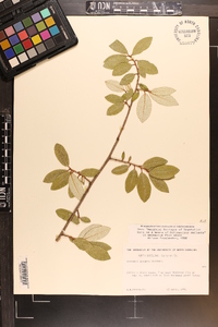 Elaeagnus pungens image