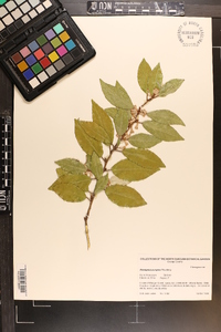 Elaeagnus pungens image