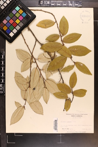 Elaeagnus pungens image