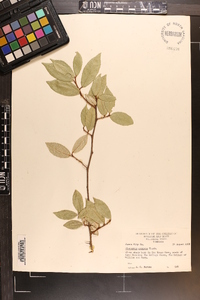 Elaeagnus pungens image