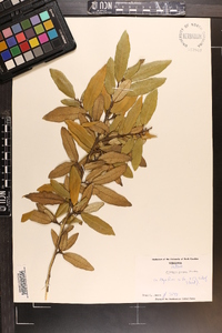 Elaeagnus pungens image