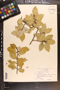 Elaeagnus pungens image