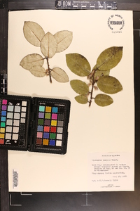 Elaeagnus pungens image