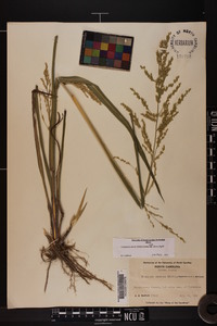 Coleataenia anceps subsp. anceps image