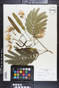 Albizia julibrissin image