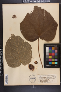 Paulownia tomentosa image