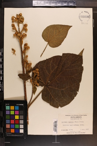 Paulownia tomentosa image