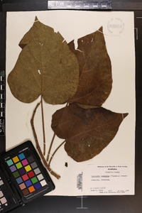 Paulownia tomentosa image