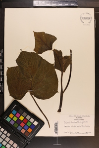 Paulownia tomentosa image