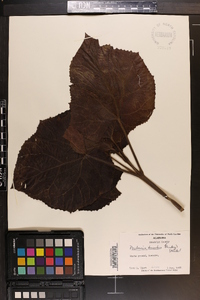 Paulownia tomentosa image