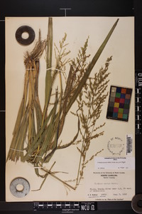 Coleataenia anceps subsp. anceps image