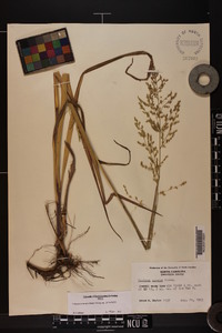 Coleataenia anceps subsp. anceps image