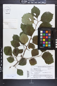 Crataegus oreophila image