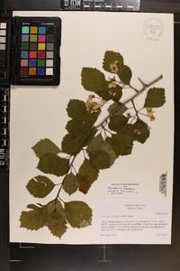 Crataegus oreophila image