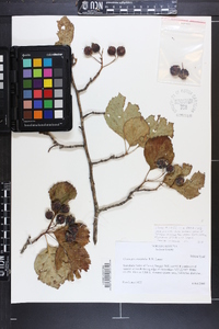 Crataegus oreophila image