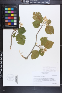 Crataegus oreophila image