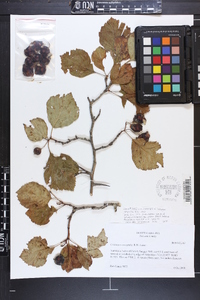 Crataegus oreophila image