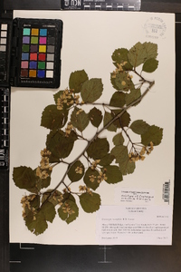 Crataegus oreophila image