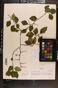 Crataegus brittonii image