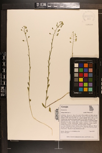 Thlaspi alliaceum image