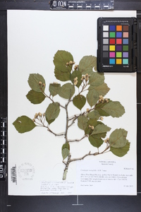 Crataegus oreophila image