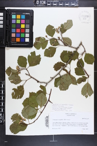 Crataegus oreophila image