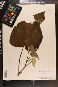 Paulownia tomentosa image