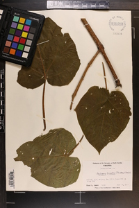 Paulownia tomentosa image