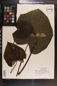 Paulownia tomentosa image