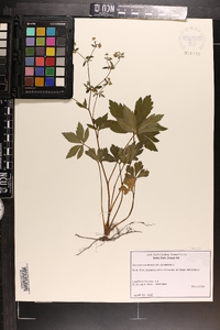 Sanicula canadensis var. canadensis image