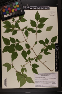 Lonicera maackii image