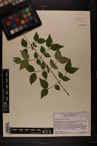 Lonicera maackii image