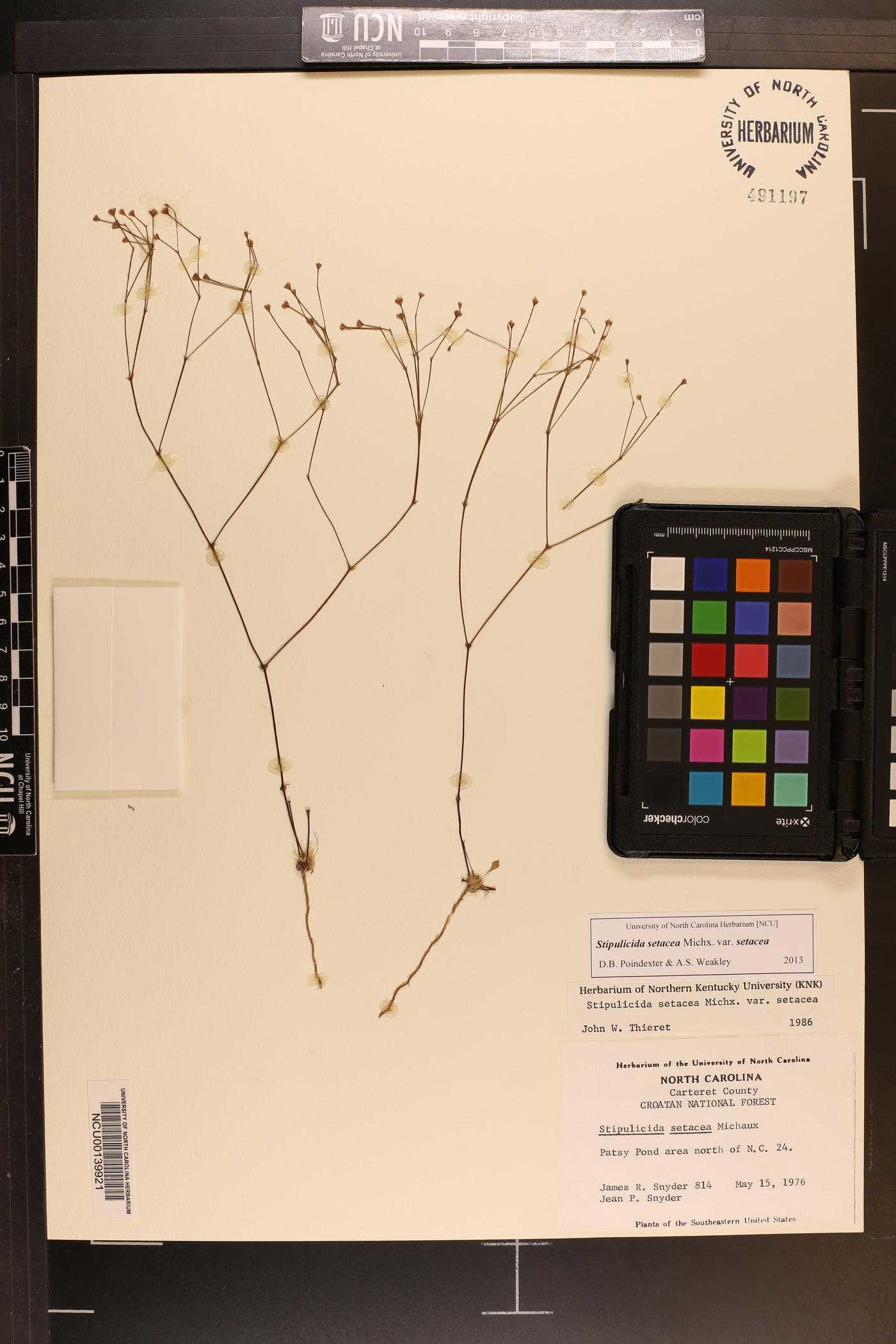 Stipulicida setacea image
